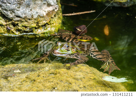 Common frog, Rana temporaria, single reptile croaking in water Common frog, Rana temporaria, single reptile croaking in water 131411211