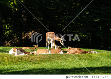Dama gazelle, Gazella dama mhorr or mhorr gazelle is a species of gazelle Dama gazelle, Gazella dama mhorr or mhorr gazelle is a species of gazelle 131411216