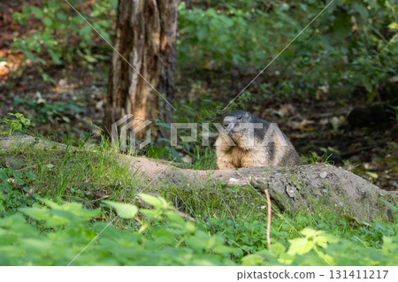 Alpine marmot, marmota marmota, in a German park 131411217