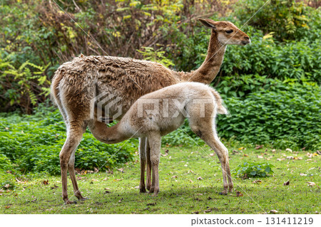 Baby Vicuna, Vicugna Vicugna, relatives of the llama 131411219