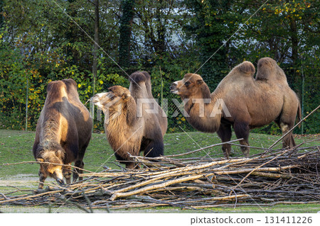 Bactrian camel, Camelus bactrianus in a german park 131411226