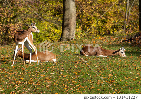 Dama gazelle, Gazella dama mhorr or mhorr gazelle is a species of gazelle 131411227