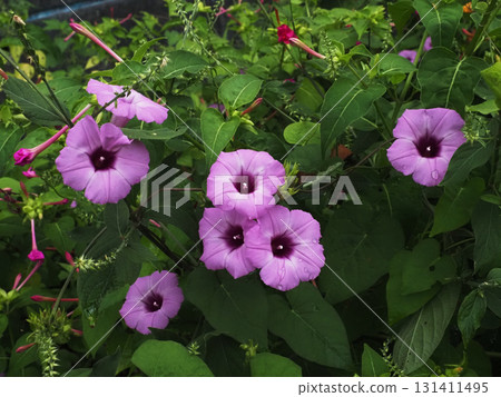 一簇粉紅色牽牛花（雨後的芋頭花） 131411495