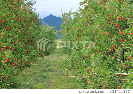 秋天的安曇野，北阿爾卑斯山腳下的蘋果園 131411567