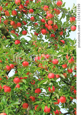 Pre-harvest apples colored red Pre-harvest apples colored red 131411599