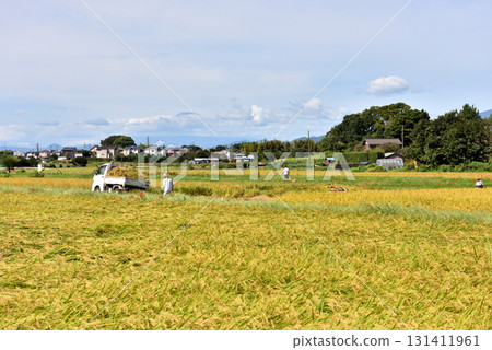 農道旁鮮紅的孤挺花 131411961