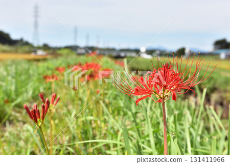 茅崎里山公園附近稻田裡盛開的紅叢孤挺花 131411966