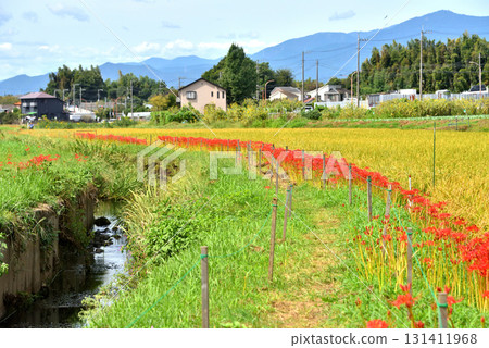 茅崎里山公園附近的稻田邊盛開的紅花彼岸花 131411968