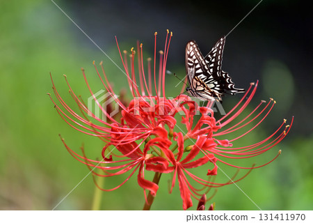 紅色群集孤挺花和swallowtail蝴蝶 131411970