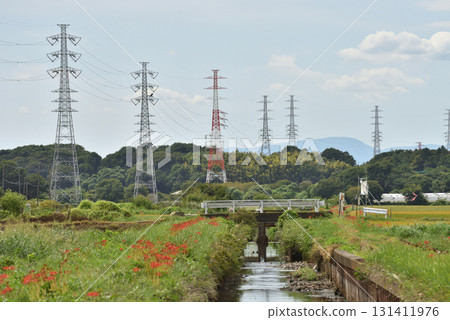 茅崎小出川散步道兩旁盛開的鮮紅色石蒜花和鋼塔 131411976