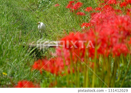 Red spider lilies and egrets 131412029