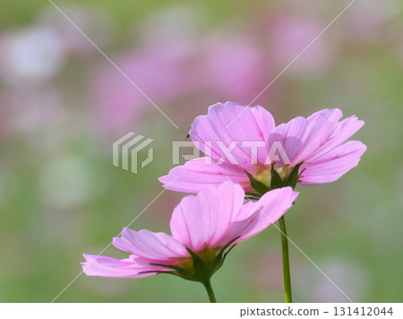 Pink cosmos flowers Pink cosmos flowers 131412044