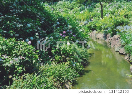 繡球花場景 18 繡球花場景 18 131412103