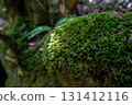 Green moss covering the rocks and forest in the valley 131412116