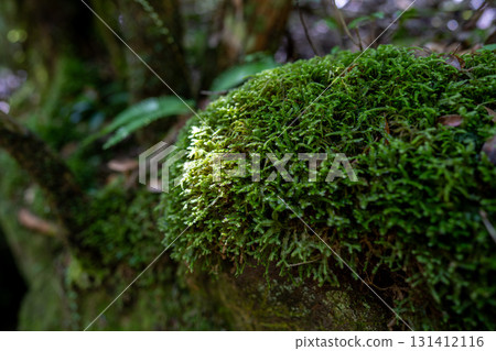 Green moss covering the rocks and forest in the valley Green moss covering the rocks and forest in the valley 131412116
