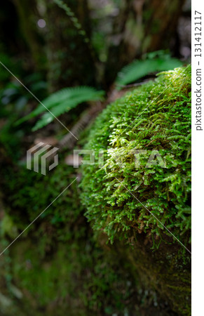Green moss covering the rocks and forest in the valley Green moss covering the rocks and forest in the valley 131412117