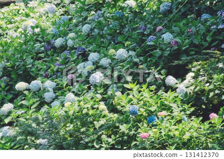 Hydrangea Scenery 30 131412370