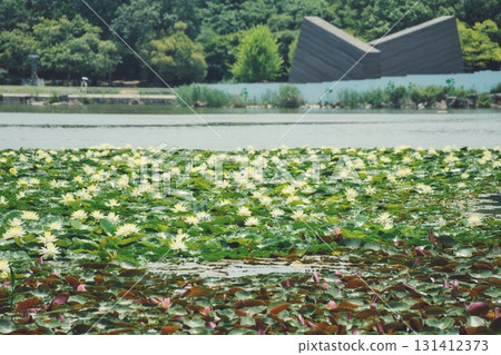 Hydrangea Scene 33 Hydrangea Scene 33 131412373