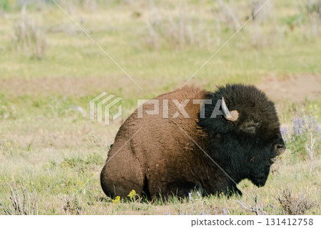 Yellowstone National Park 75 131412758