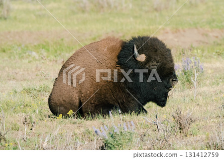 Yellowstone National Park 74 131412759