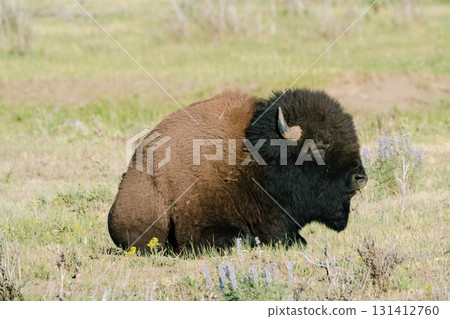 Yellowstone National Park 73 131412760