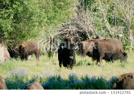 黃石國家公園 85 黃石國家公園 85 131412791