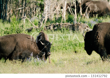 黃石國家公園 84 黃石國家公園 84 131412792
