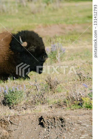 黃石國家公園 83 黃石國家公園 83 131412793