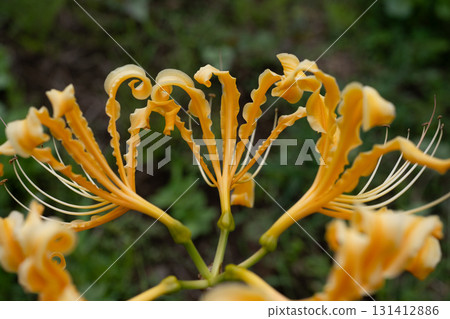 黃色色的花 黃色色的花 131412886