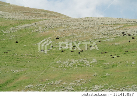 Yellowstone National Park 112 131413087