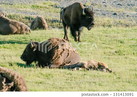 Yellowstone National Park 116 131413091