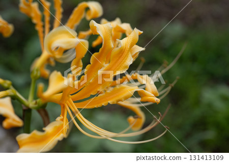 黃色色的花 黃色色的花 131413109