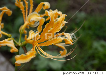 黃色色的花 黃色色的花 131413111