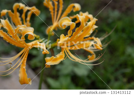 黃色色的花 黃色色的花 131413112