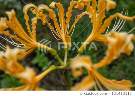 黃色色的花 黃色色的花 131413113