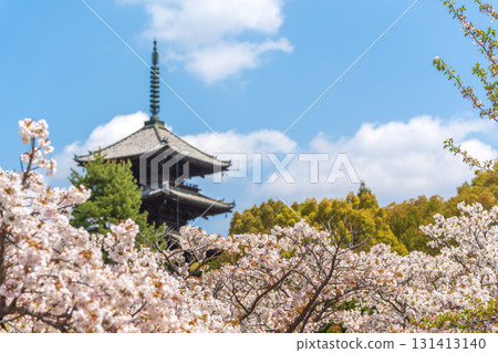 仁和寺的五重塔和盛開的大室櫻花。京都 仁和寺的五重塔和盛開的大室櫻花。京都 131413140