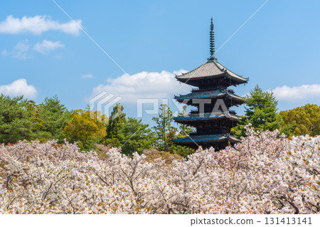 仁和寺的五重塔和盛開的大室櫻花。京都 仁和寺的五重塔和盛開的大室櫻花。京都 131413141