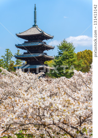 仁和寺的五重塔和盛開的大室櫻花。京都 仁和寺的五重塔和盛開的大室櫻花。京都 131413142