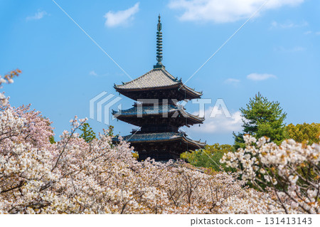 仁和寺的五重塔和盛開的大室櫻花。京都 仁和寺的五重塔和盛開的大室櫻花。京都 131413143