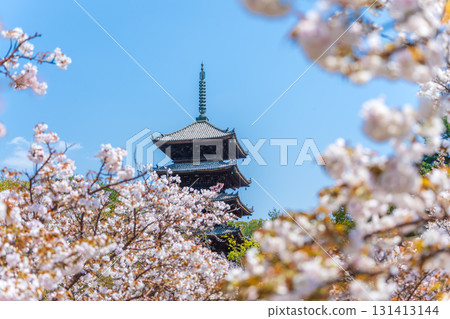 仁和寺的五重塔和盛開的大室櫻花。京都 131413144