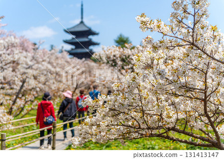 Ninnaji Temple's five-story pagoda and Omuro cherry blossoms in full bloom. Kyoto 131413147