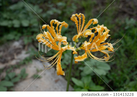 Yellow colored flower Yellow colored flower 131413228