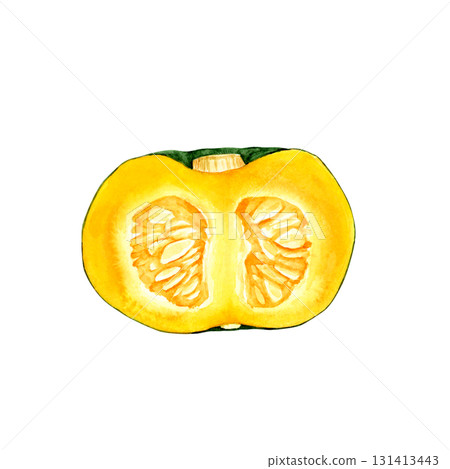 南瓜綠色蔬菜橫斷面水彩插圖 131413443