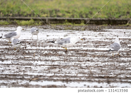 seagull seagull 131413598
