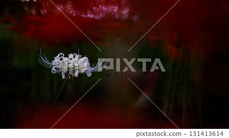One white cluster amaryllis 131413614