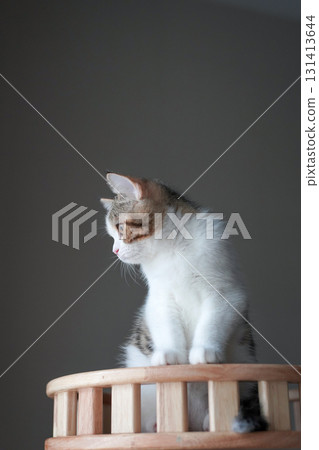 scottish tabby cat stand and looking to outside 131413644