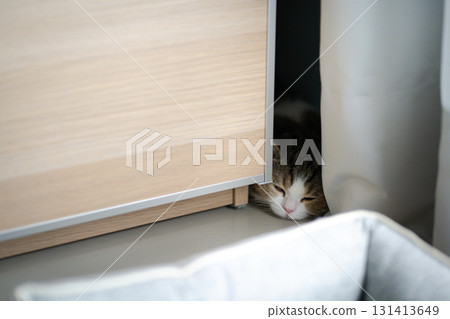 pet activity with scottish straight kitten sleep and relax pet activity with scottish straight kitten sleep and relax 131413649