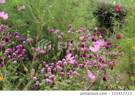 秋季公園盛開的粉紅色波斯菊和紫薇花 秋季公園盛開的粉紅色波斯菊和紫薇花 131413723