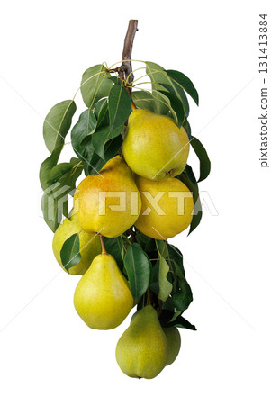 Branch with two yellow pears isolated on white background 131413884