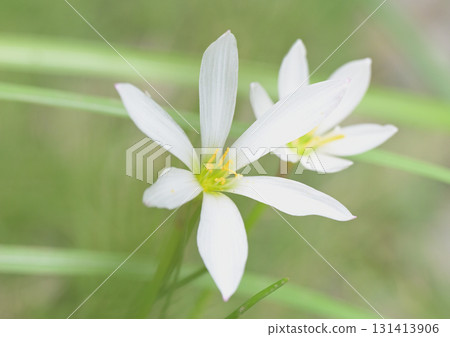 Thamas Dale Thamas Dale 131413906